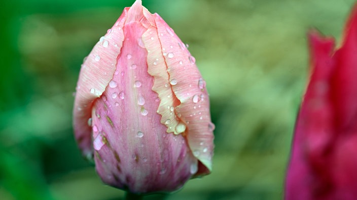 Regentropfen perlen von einer Tulpe