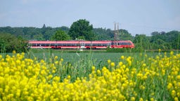 Regionalbahn hinter einem blühenden Rapsfeld