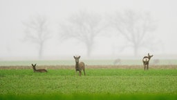 Rehe auf der Wiese bei nebeligem Werrer