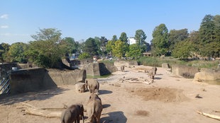 Elefanten in einem Gehege im Zoo