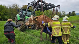 Feuerwehr rettet Kuh bei Bonn aus Bach