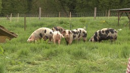 Der Biobauernhof von Familie Höffken legt sich neue Schweine der Rasse Bunte Benheimer zu. Fünf dieser Schweine stehen auf der Weide und stecken ihre Nase tief ins Gras. Ein Schwein schaut in die Kamera.