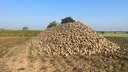 Ein Haufen Zuckerrüben liegt auf einem Feld