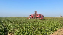 Maschine auf Feld stapelt Zuckerrüben