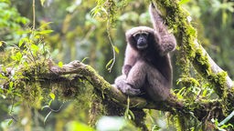 Ein ausgewachsener weiblicher Skywalker Hoolock Gibbon in einem Wald in China