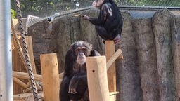 Die zwei Schimpansen in ihrem neuen Außengehege im Zoo Krefeld.