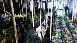Cannabisplantage in einem Gebäude