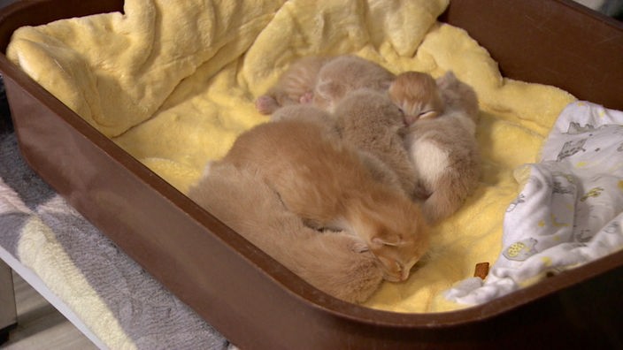 Einige Katzenbabys in einem Korb mit Decken. 