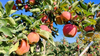 Reife Äpfel hängen am Apfelbaum am Niederrhein.