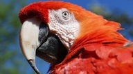 Symbolbild: Roter Ara Papagei