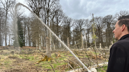 Das Bild zeigt Heiner Heile von Landesbetrieb Wald und Holz NRW, wie er eine neuartige Saatgutmischung mit einem Feuerwehrschlauch großflächig im Wald verteilt.