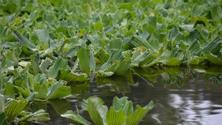 Teppich aus grünen Pflanzen auf einer Wasseroberfläche