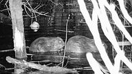 Eine Nachtaufnahme des Biberpaars in einem Teich der Urdenbacher Kämpe in Düsseldorf.