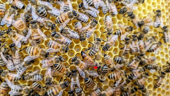Auf dem Bild ist ein Bienenvolk auf Bienenwaben zu sehen. Die Königin ist mit roter Farbe markiert.