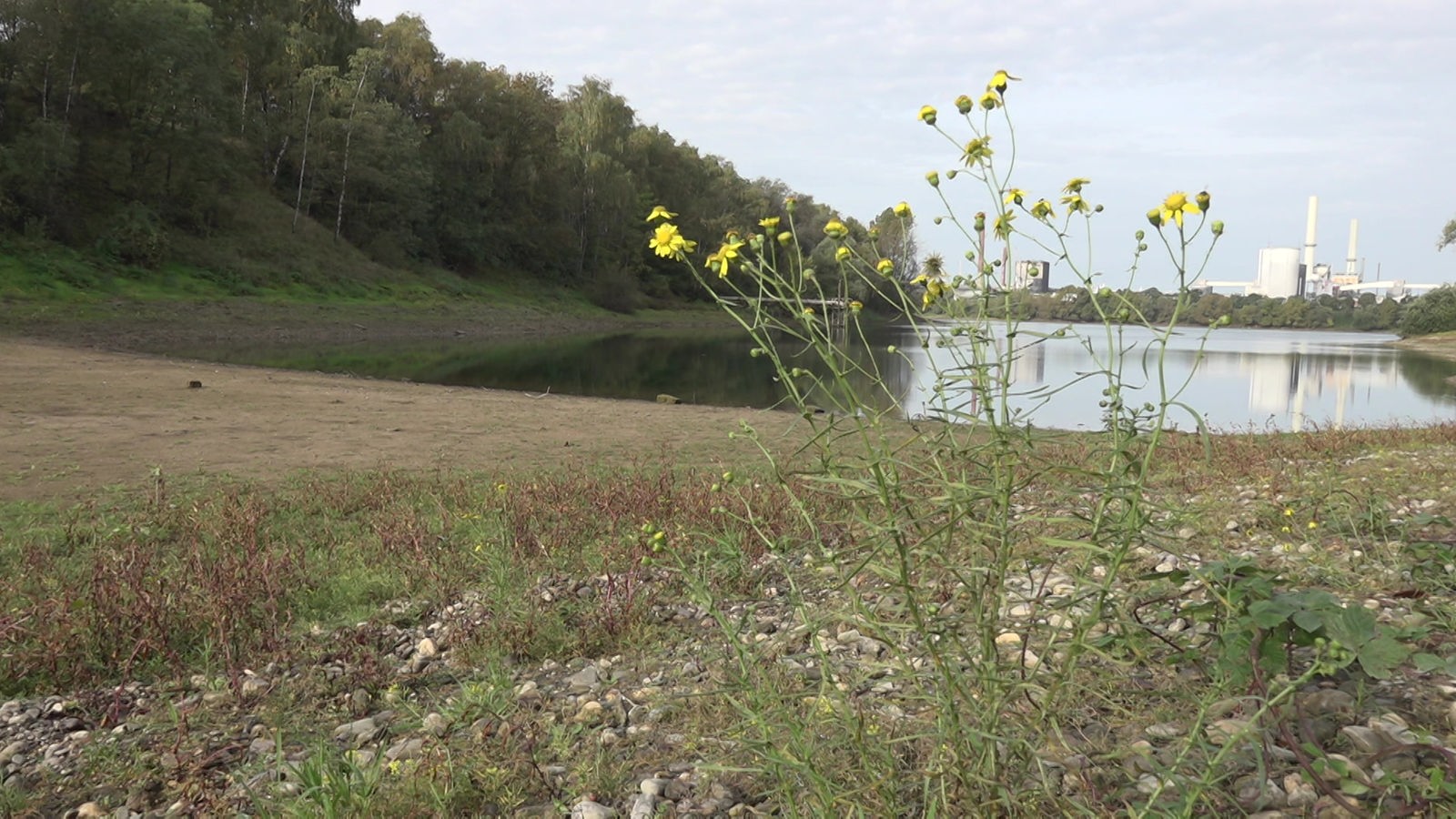 L’argine del Silbersee presso Dormagen è in pericolo – Renania – Notizie – WDR – Renania – Notizie