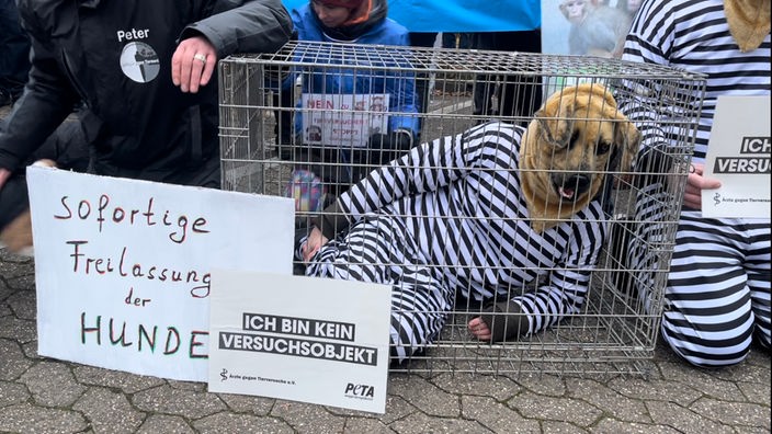 Ein Demonstrant liegt verkleidet als Hund in einem Käfig