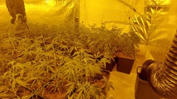 Das Bild zeigt zahlreiche Marihuanapflanzen in einem engen Raum in gelblichem Licht