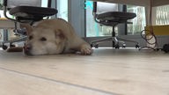 Hunde im Büro erlaubt