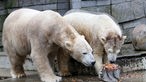 Zwei Eisbären mit einer "Eisbombe" im Grünen Zoo Wuppertal