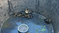 Zu sehen sind einige Baby-Enten, die dicht zusammengedrängt in einem Eimer hocken.