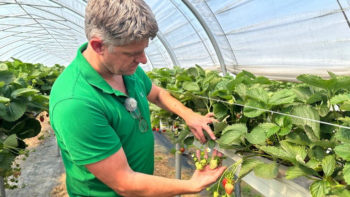 Landwirt Jörg Umberg zeigt noch unreife Erdbeeren am Strauch