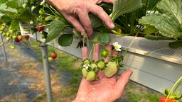 Erdbeeren in der Hand von Jörg Umberg