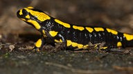 Eine Nahaufnahme eines schwarz-gelb gepunkteten Salamanders