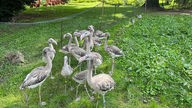Flamingo-Nachwuchs im Kölner Zoo