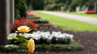Blumen auf Gräbern auf einem Friedhof. Im Vordergrund ist eine gelbe Rose zu sehen.