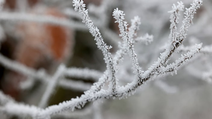 Frost auf einem Ast