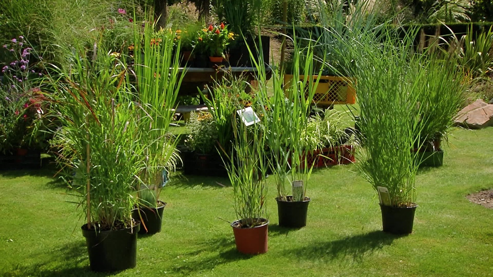 Gartenzeit Panicum Rutenhirse Staude Des Jahres Lokalzeit Aus Koln Vom 11 08 2020 Lokalzeit Fernsehen Wdr