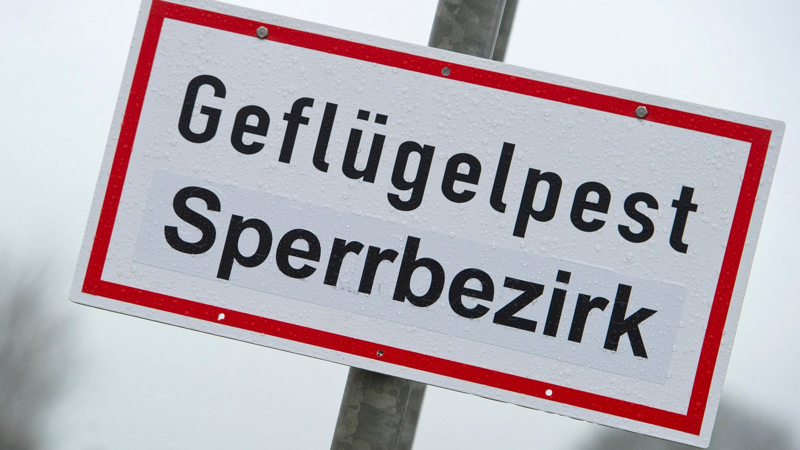 Ennepe-Ruhr district simulates bird flu outbreak – Rhineland – News