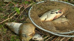 Tote Fische aus Neyetalsperre