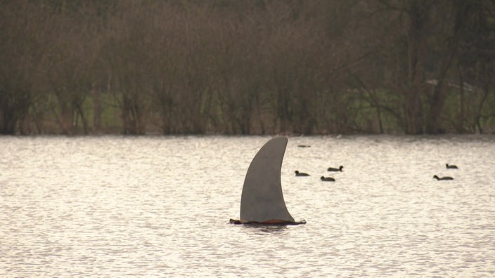 Haiflosse in einem See in Rheinberg