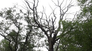 Ein vertrockneter Baum im Hambacher Forst
