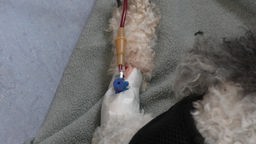 Auf dem Foto ist das Bein eines Hundes mit einer Spritze darin, über die Blut geleitet wird.