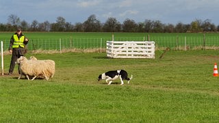 Ein Border-Collie treibt die Schafe durch den Parcours