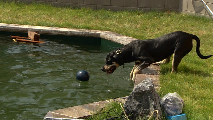 Ein großer schwarzer Hund steht am Rand eines Pools und neigt sich zu einem blauen Ball hinunter, der im Wasser liegt.