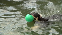 Ein Hund schwimmt mit Ball im Mund