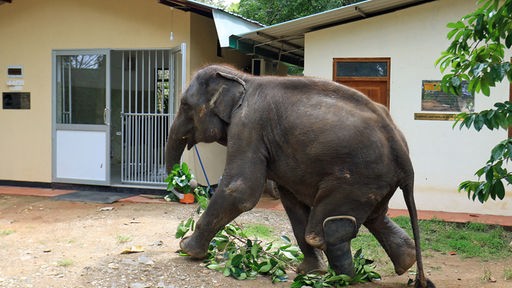 Kölner spenden für den Elefanten Namal aus Sri Lanka