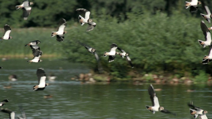 Vögel die über einen See fliegen. 