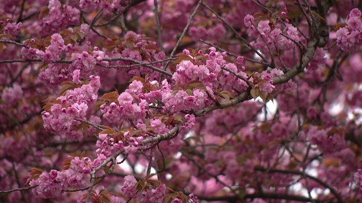 Nahaufnahme der Kirschblüte in der Bonner Altstadt