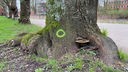 Ein Baumpilz wuchert am Stamm eines Kirschbaums in Kleve