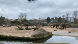 Zu sehen ist das Außengehege der Elefanten im Kölner Zoo.