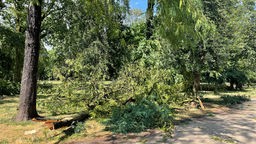 Ein umgestürzter Baum im Kölner Stadtwald