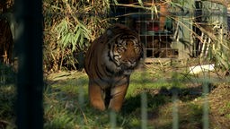 Auf dem Foto ist ein Tiger, der mit fokussiertem Blick geradeaus guckt. Er ist in einem Zoogehege.