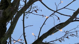 Lichterketten hängen in Baum, leuchten, in winterlicher Kulisse