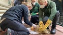Tierärztin und Tierpfleger untersuchen eine Katze auf Pocken