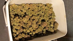 Ein Eimer voll mit Cannabis