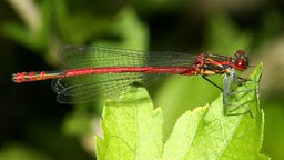 Eine schwarz-rote Libelle sitzt auf einem Blatt. In Krefeld sind neue Libellenarten in der Umgebung zu finden, die es vor etwa zehn Jahren noch nicht gab.